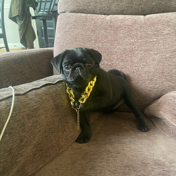 Golden Cuban Link Dog Necklace - Picture 6 of 6